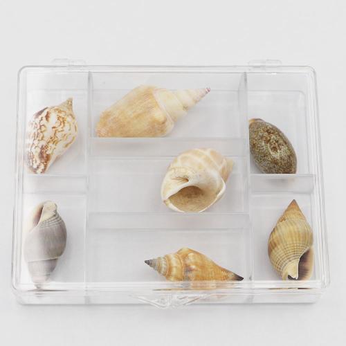 Shell Fossiler Prøve, med Plastboks, Conch, 118x91x23mm, 7pc'er/Box, Solgt af Box