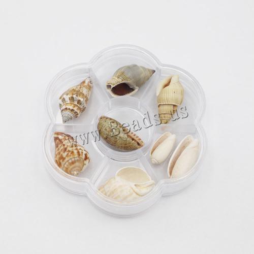 Muschel Fossils Specimen, mit Kunststoff Kasten, Strandschnecke, 7 Zellen, 104x96x21mm, verkauft von Box