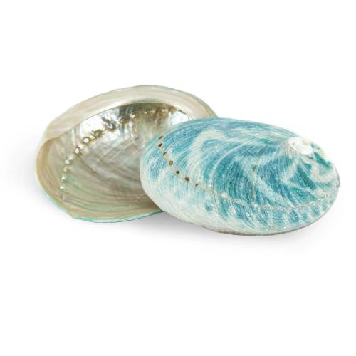 Fashion Decoration, Abalone Shell, green, 6-8cm, Sold By PC