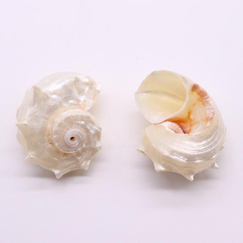 Természetes Édesvízi Shell gyöngyök, Trumpet Shell, Kagyló, DIY, fehér, about:27x34-37x44mm, Által értékesített PC