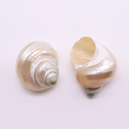 Fashion Dekoration, Trumpet Shell, Conch, du kan DIY, about:32x24-33x49mm, Solgt af PC