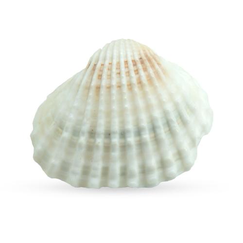 Shell Decoration, different styles for choice, more colors for choice, 500G/Lot, Sold By Lot