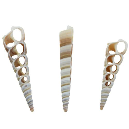 Shell Costume Accessories, Conch, DIY, 4-6cm, Sold By PC