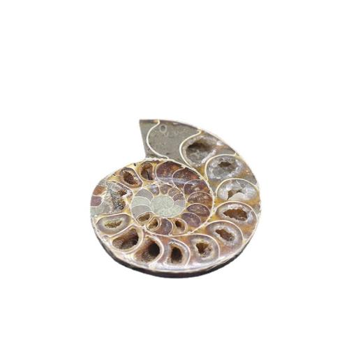 Trumpet Shell Fossil Decoration, Conch, different size for choice, mixed colors, Sold By PC