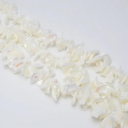 Natural Seashell Beads, Trochus, DIY, white, about:18-25mm, Sold Per Approx 39 cm Strand