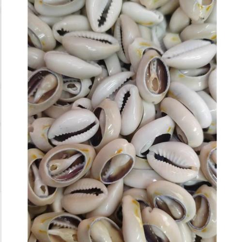 Natürliche Süßwasser Muschel Perlen, Schale, plattiert, DIY, Silberfarbe, 500G/Tasche, verkauft von Tasche