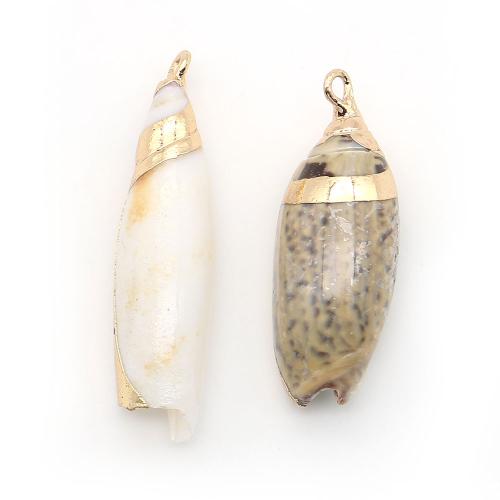 Shell Pendants, with Brass, Conch, plated, DIY, mixed colors, 25x25mm-26x23mm, Sold By PC