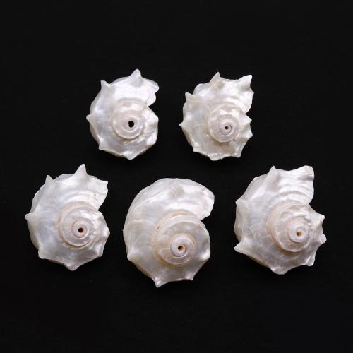 Shell Pendants, Trumpet Shell, Conch, DIY, pendant size 25-40mm, Sold By PC