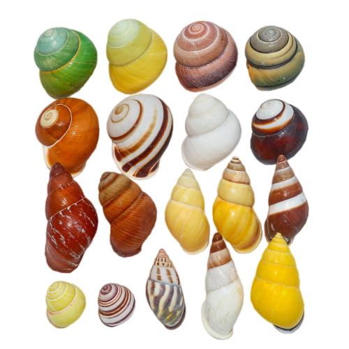 Home Fashion Decoration, Shell, different styles for choice, Sold By PC