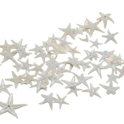 Shell Decoration, Starfish, DIY & different size for choice, Sold By PC