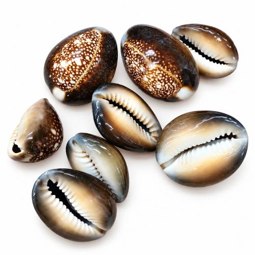 Natural Freshwater Shell Beads, DIY, size 25-35mm, Sold By KG