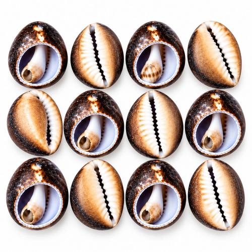 Natural Freshwater Shell Beads, DIY, size 25-30mm, Sold By KG