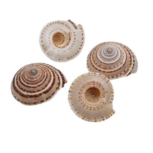 Trompeta natural Shell colgantes, Nácar Trompeta, enviado al azar & Bricolaje & diverso tamaño para la opción, Vendido por UD